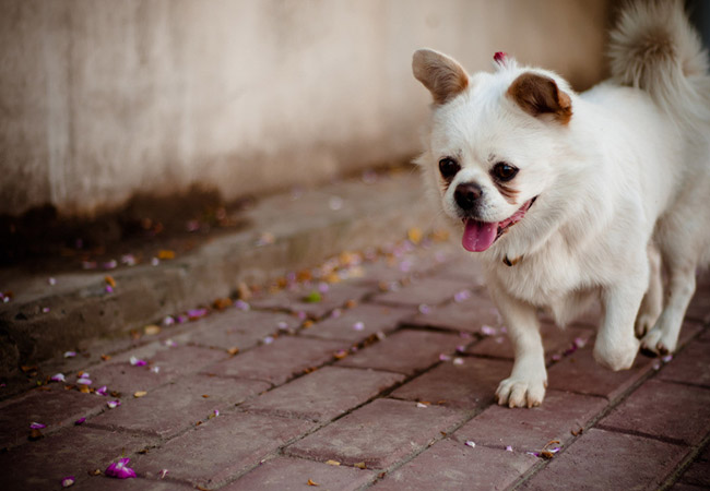 Choose Right Right Dog Collar For Your Dogs